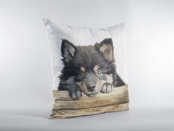 P-8771-finnish lapphund